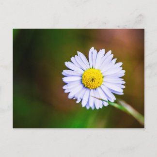 Fleur marguerite commune Carte postale