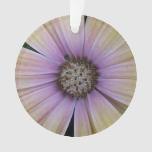 Fleur marguerite jaune et violet