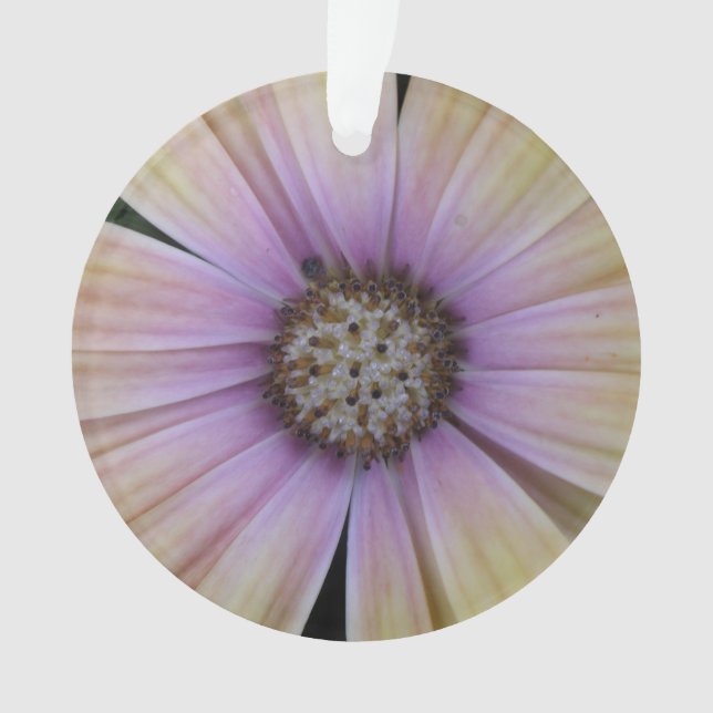 Fleur marguerite jaune et violet (devant)