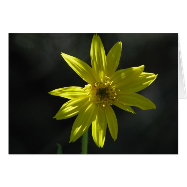 Fleur minuscule (Devant horizontal)