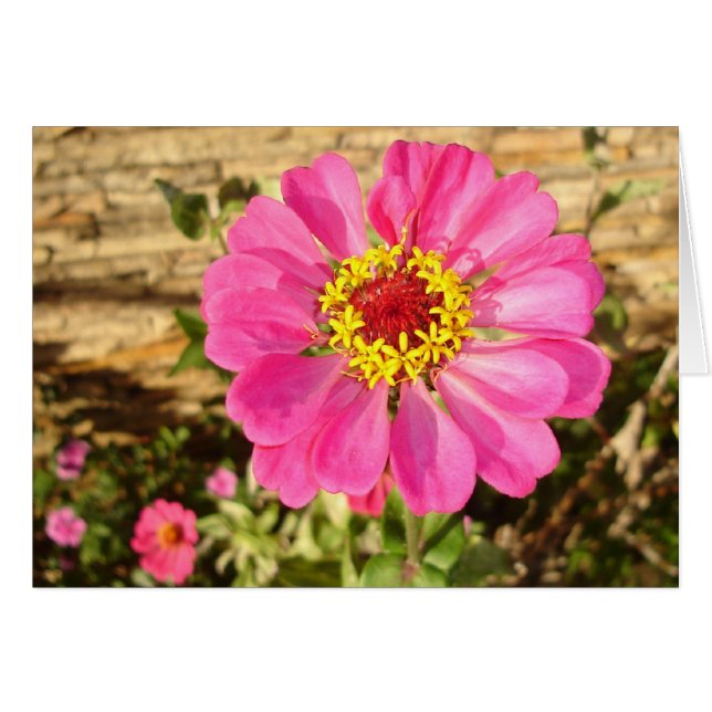 Fleur multicolore (Devant Horizontal)