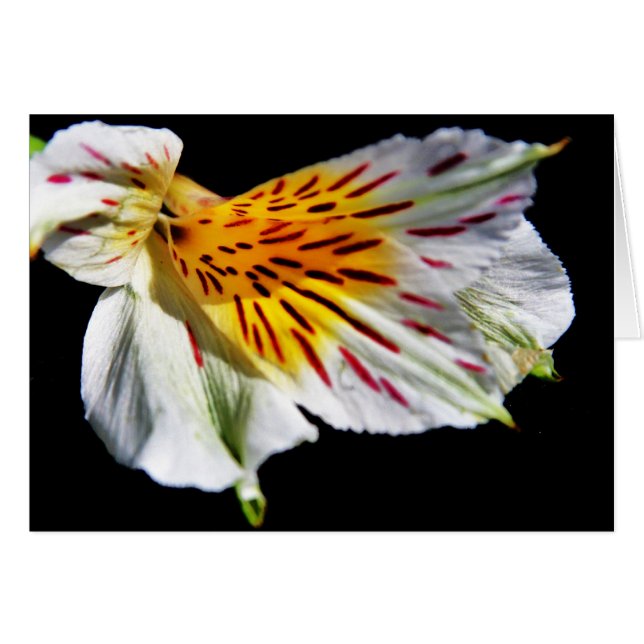 "fleur mystérieuse" de Larry Coressel (Devant horizontal)