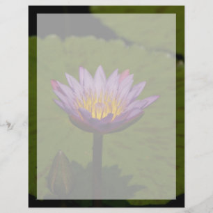 Fleur Nénuphar de Lotus violet