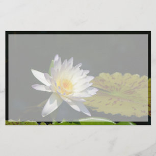 Fleur Nénuphar Lotus blanche