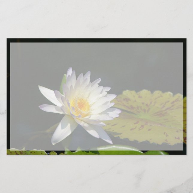 Fleur Nénuphar Lotus blanche (Devant)