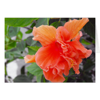 Fleur orange