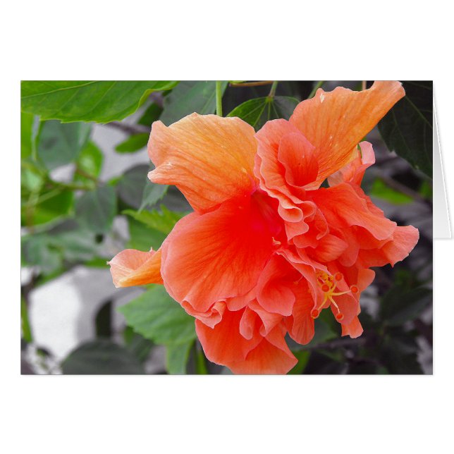 Fleur orange (Devant horizontal)