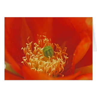 Fleur orange de cactus