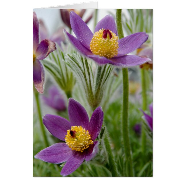 Fleur Pasque ou Pulsatilla (Devant)