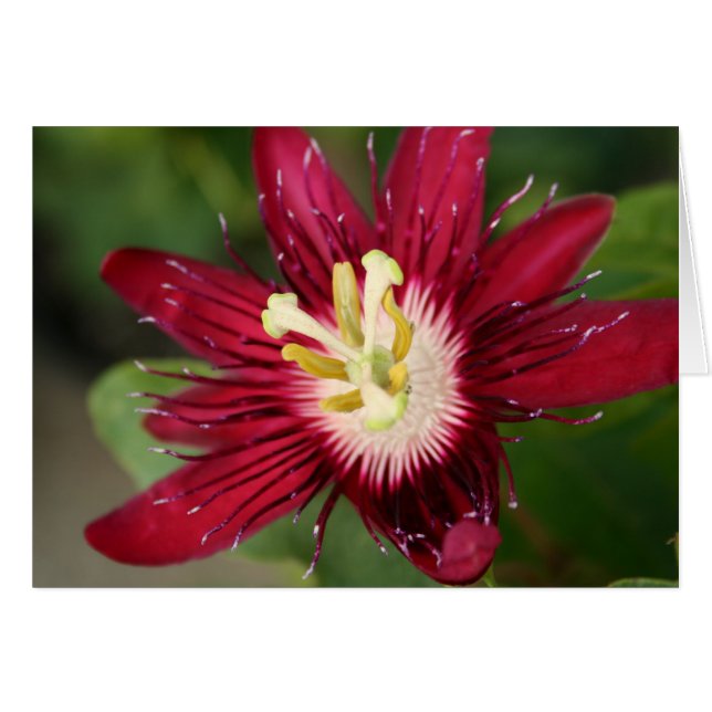 Fleur Passion (Devant Horizontal)