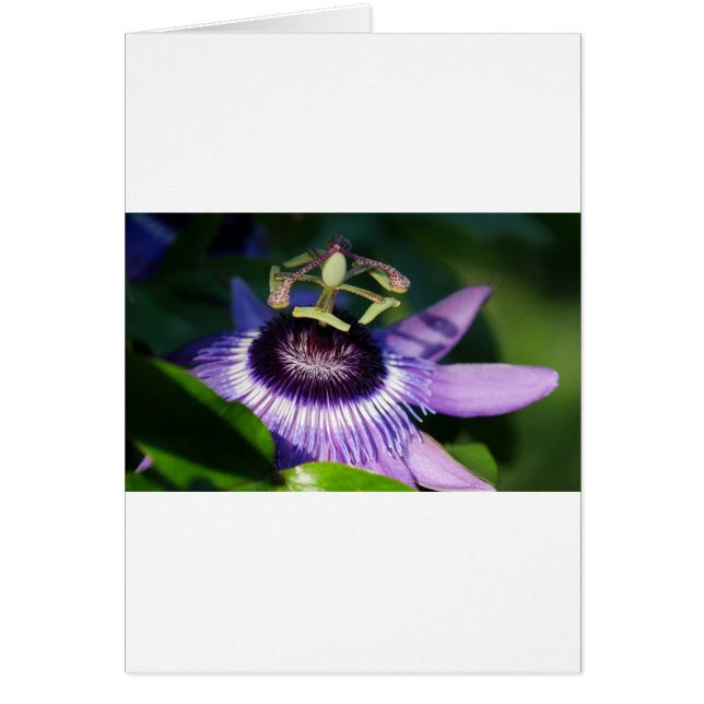 Fleur Passion (Devant)
