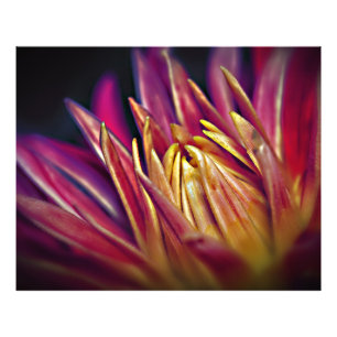 Fleur photo macro