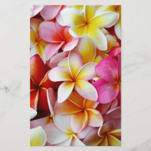 Fleur Plumeria mélangée rose jaune