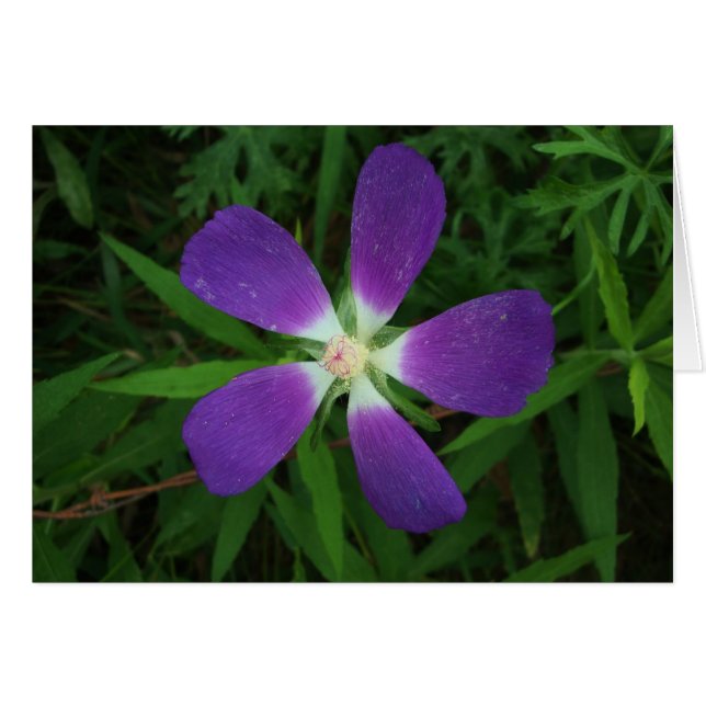 Fleur posant comme morada pourpre (Devant horizontal)