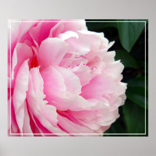 Fleur Poster Peony