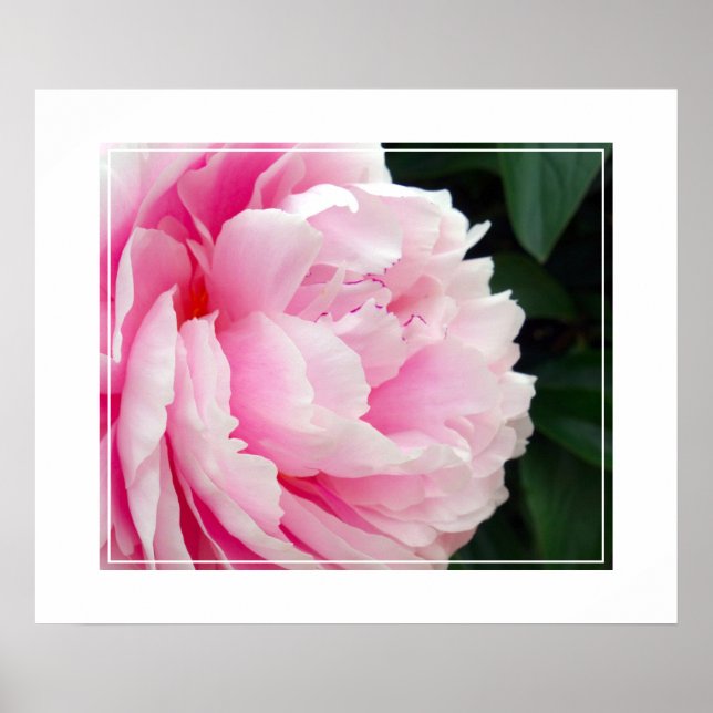 Fleur Poster Peony (Devant)