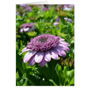 Fleur pourpre