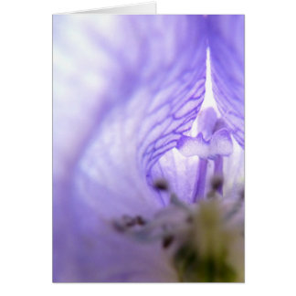 Fleur pourpre 1
