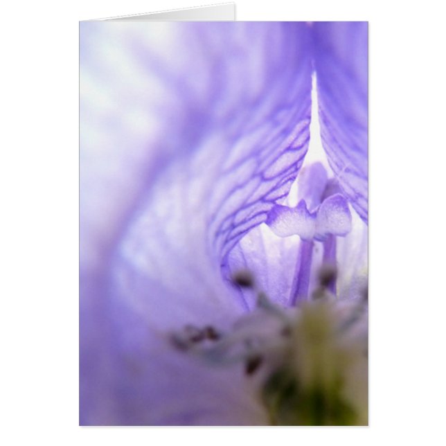 Fleur pourpre 1 (Devant)