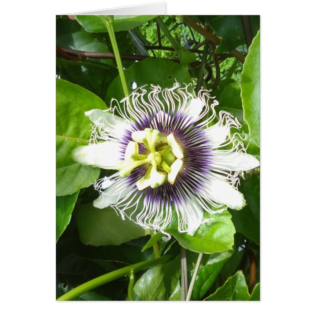 FLEUR POURPRE DE PASSIFLORE COMESTIBLE DE (Devant)