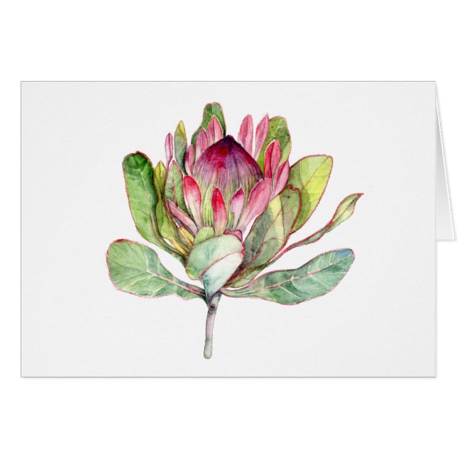 Fleur Protea (Devant horizontal)