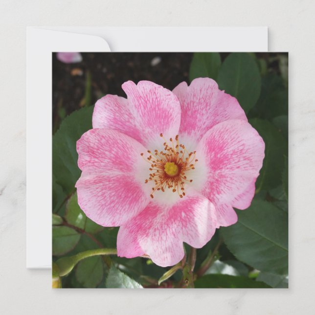 fleur rose à l'ombre (Devant)