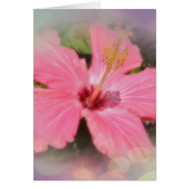 Fleur rose de ketmie (Devant)