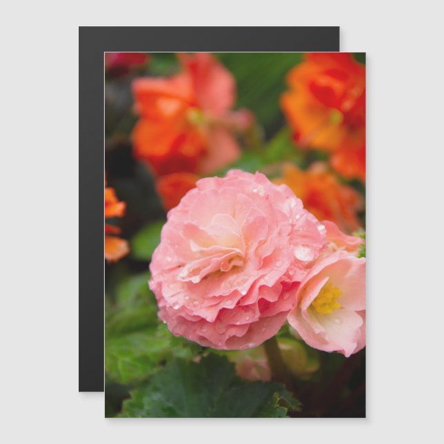 Fleur rose délicate après la pluie (Devant / Derrière)