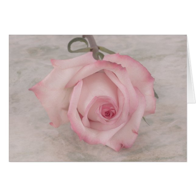 Fleur rose douce (Devant horizontal)