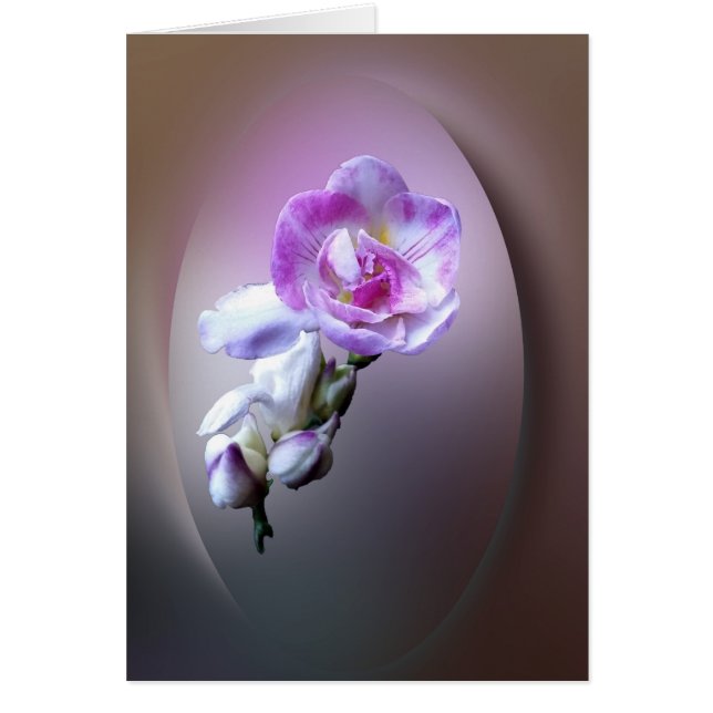 fleur rose frénésie (Devant)