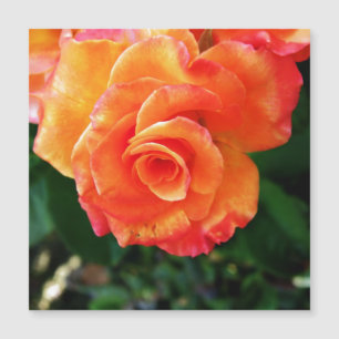 Fleur rose orange