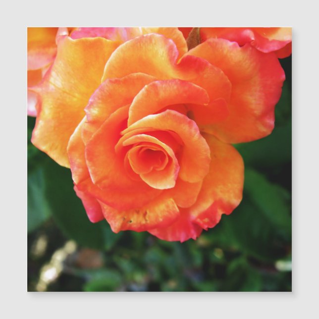 Fleur rose orange (Devant)