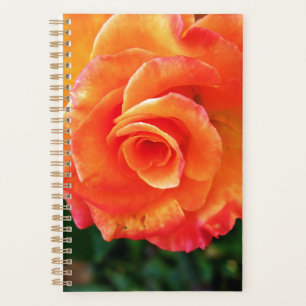 Fleur rose orange