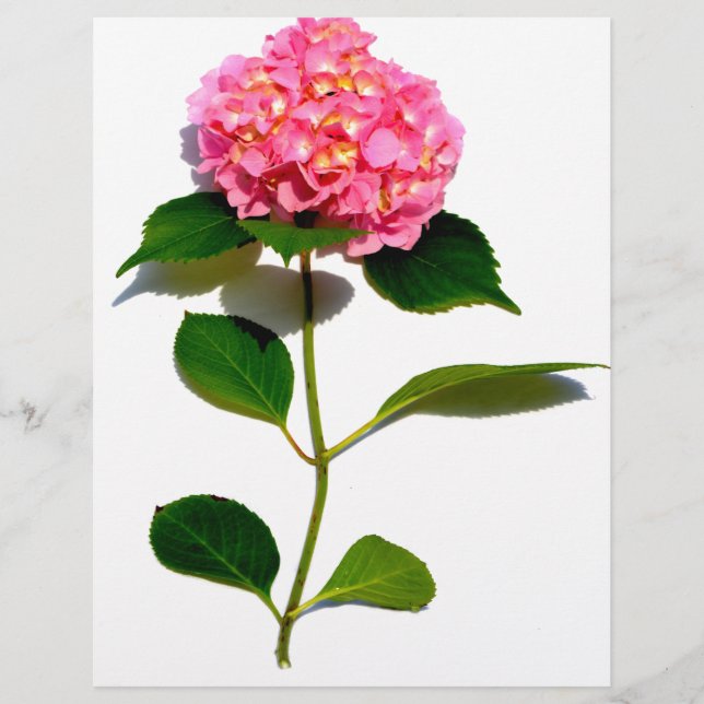 Fleur rose rose rose Hydrangea (Devant)