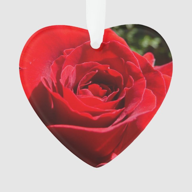 Fleur rose rouge vif Belle florale (devant)
