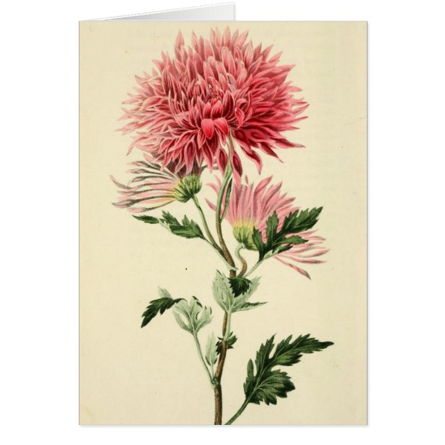 Fleur rose vintage de chrysanthème (Devant)