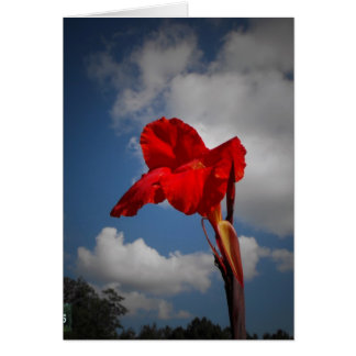 Fleur rouge