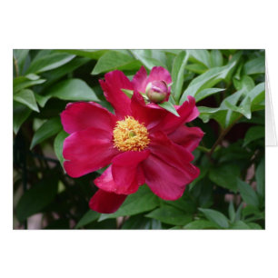 Fleur rouge