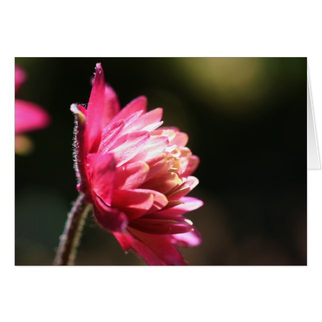 Fleur Rouge Dans La Carte Photographique Fleur Sol (Devant Horizontal)