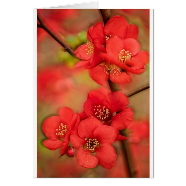Fleur rouge de coing (Devant)