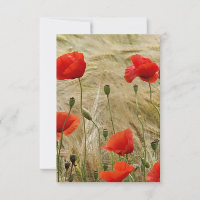 fleur rouge d'été (Devant)