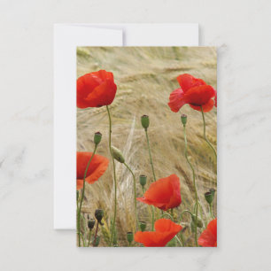 fleur rouge d'été