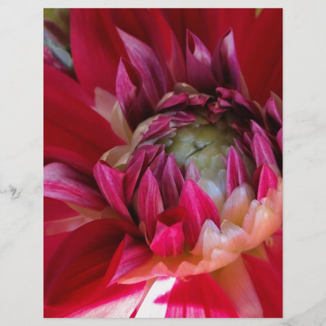 fleur rouge foncé (Devant)