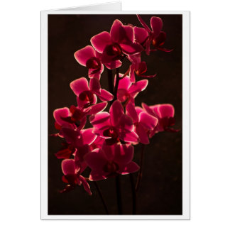 Fleur rouge orchidée