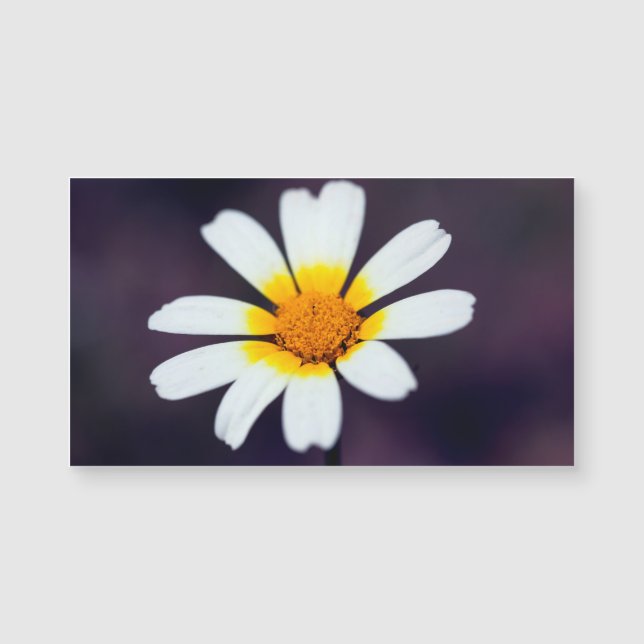 Fleur sauvage (Devant)