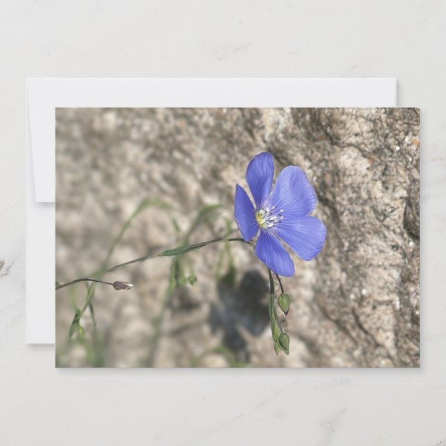 Fleur sauvage (Devant)