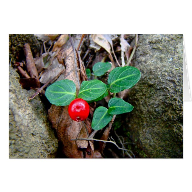 Fleur sauvage Berry Partridge (Devant horizontal)
