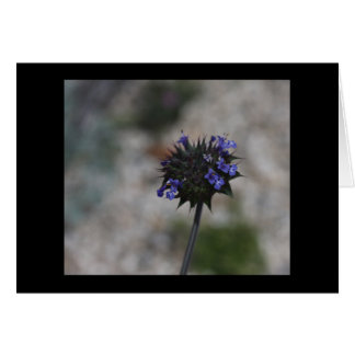 Fleur sauvage Borrego Springs la Californie de