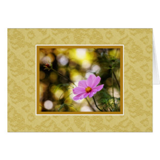 Fleur sauvage Cosmos Twilight