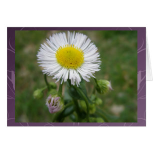 Fleur sauvage Daisy Fleabane